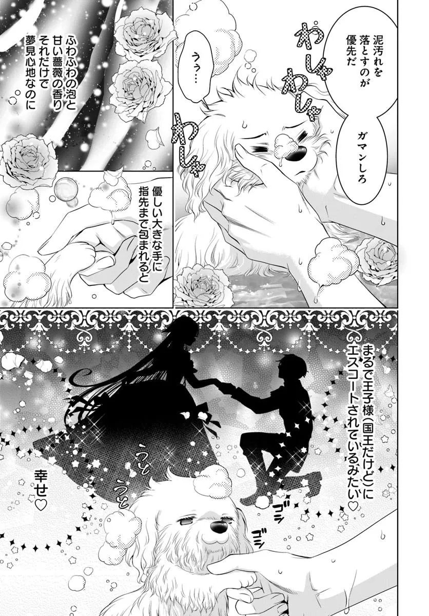 Kokuou Heika, Watashi wo Katte Kudasai! - Chapter 9.1 - Page 3